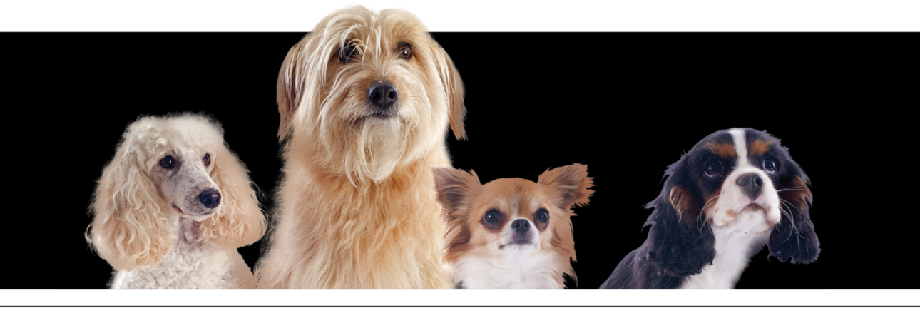 Péče o domácí mazlíčky